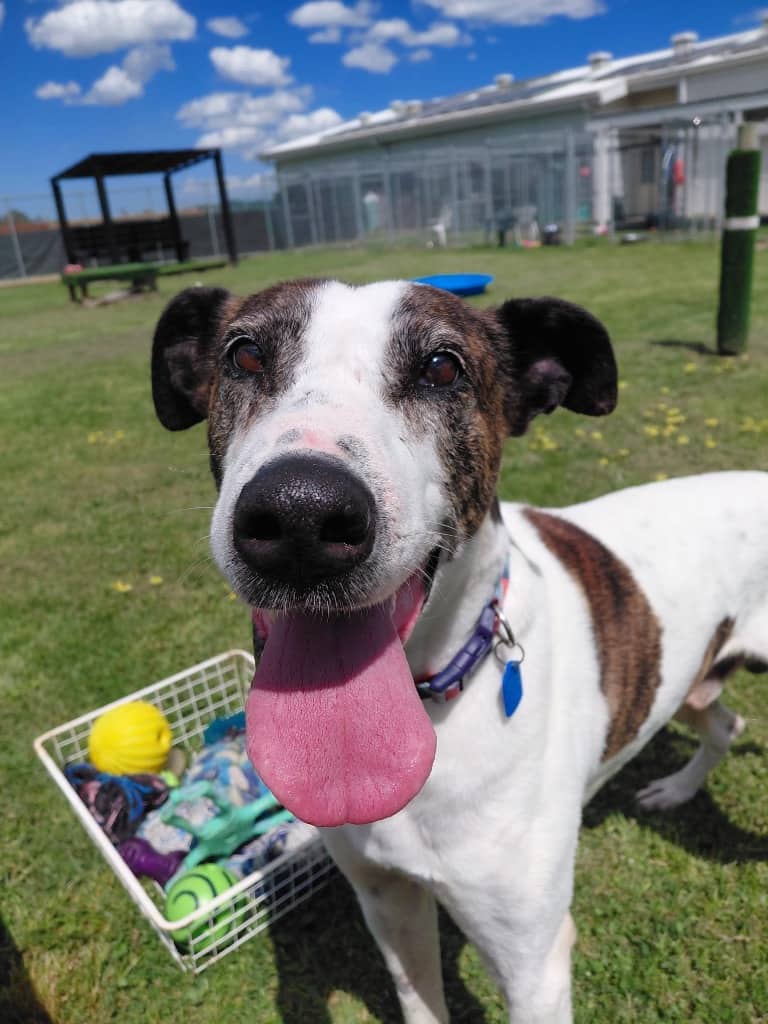 Terry - Bull Arab available for adoption at Australian Animal Protection Society in Melbourne