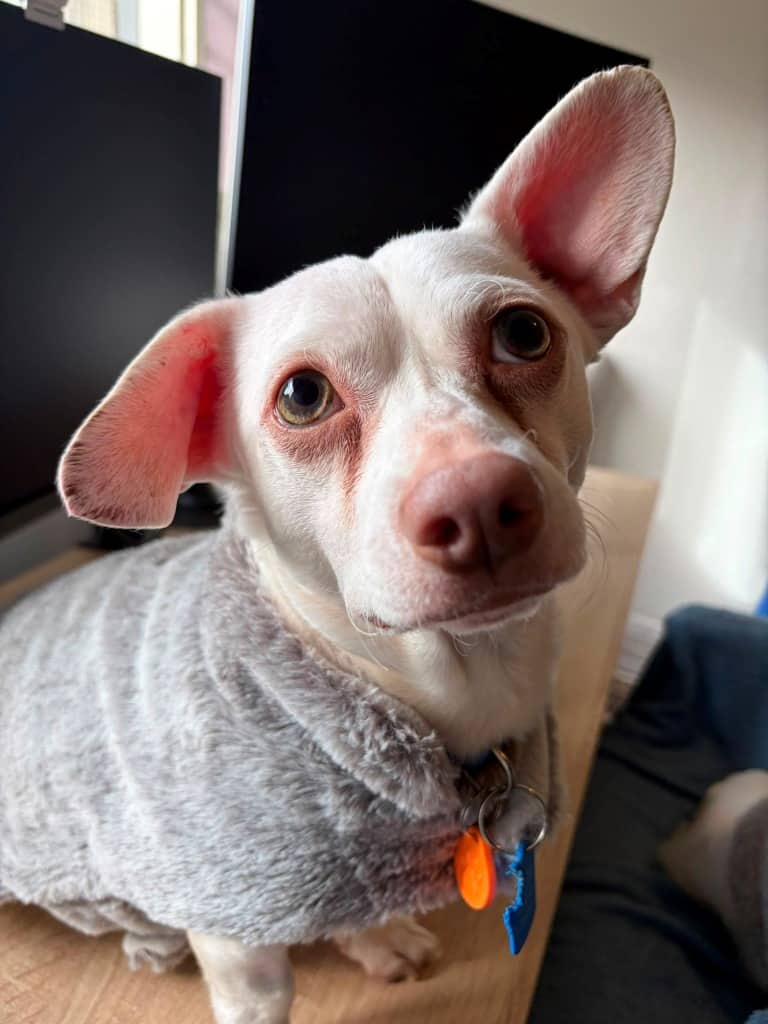 Brian - Chihuahua x Dachshund available for adoption at Australian Animal Protection Society in Melbourne