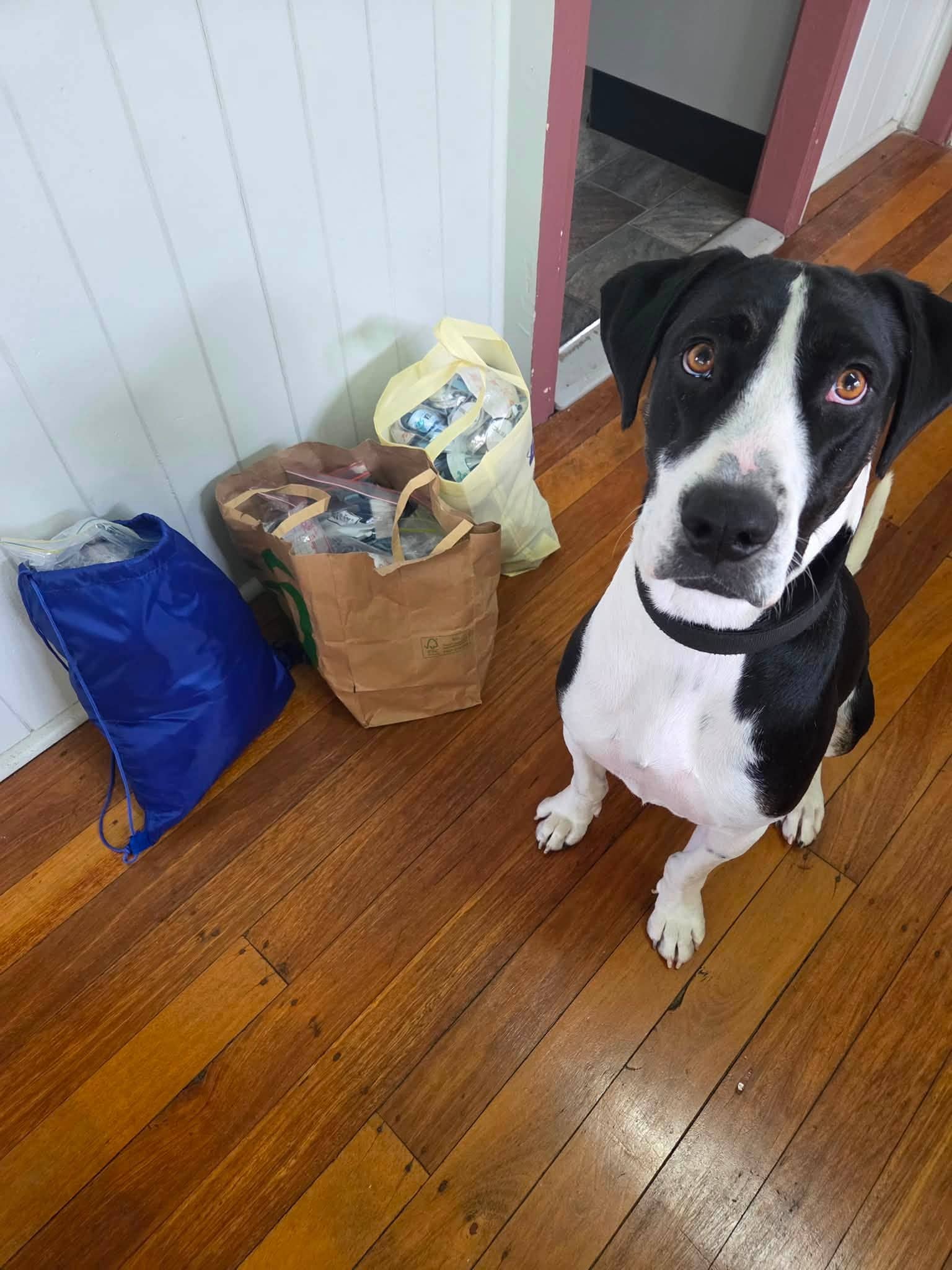 Diesel - Bull Arab X available for adoption at Angel-Paws Inc. in Townsville