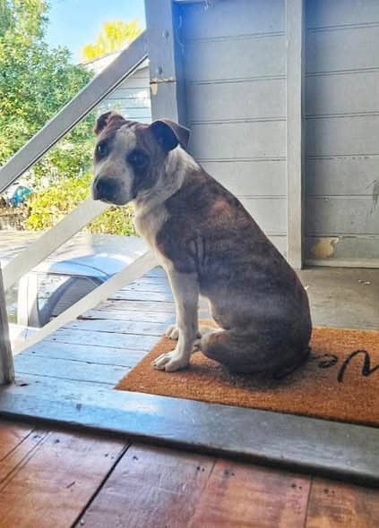 Xavi - Staffy X available for adoption at Angel-Paws Inc. in Townsville