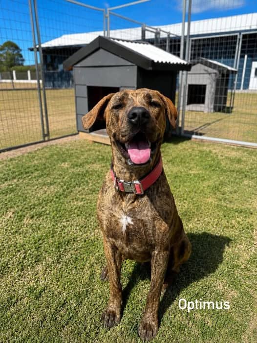 Optimus - Staffy X available for adoption at Angel-Paws Inc. in Townsville