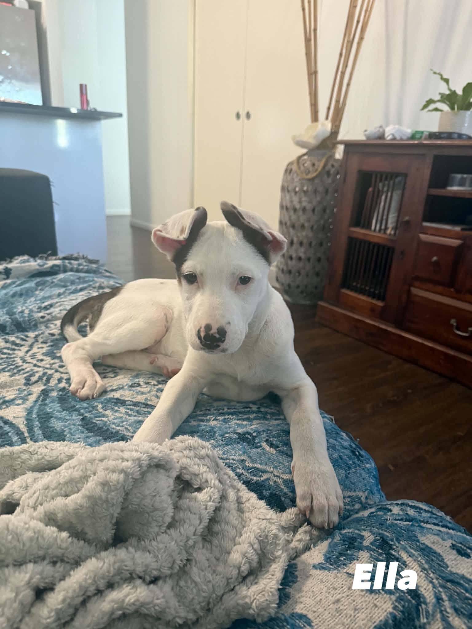Ella - Kelpie x Bullarab available for adoption at Angel-Paws Inc. in Townsville