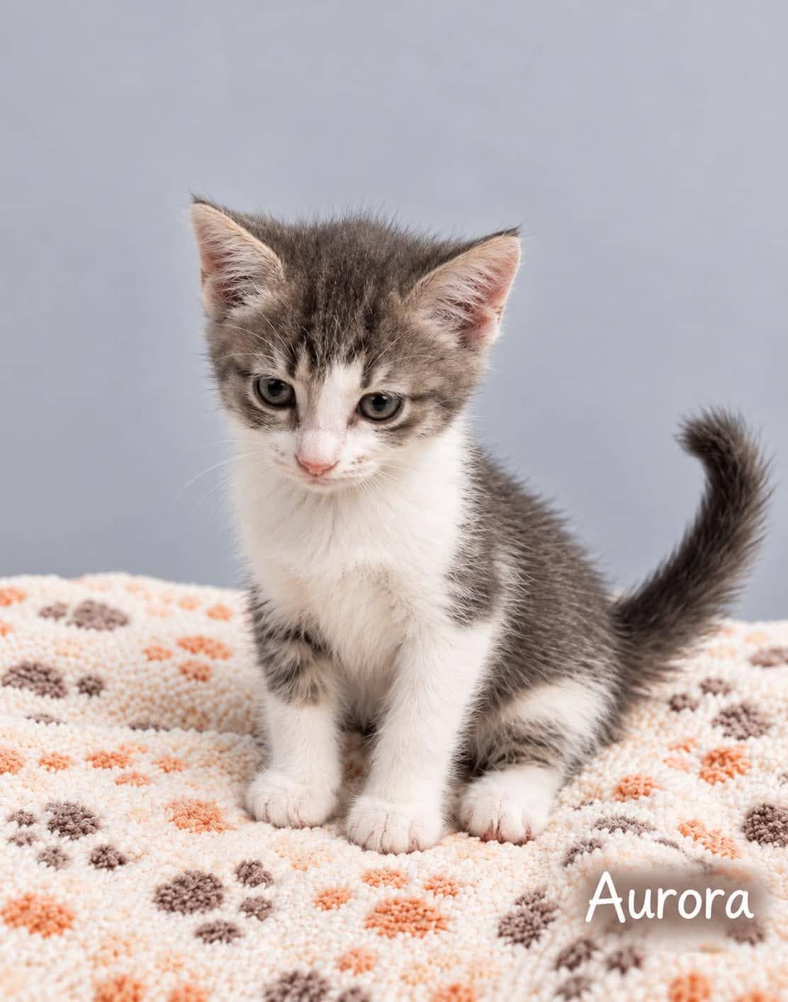Aurora - Domestic Shorthair cat available for adoption at Angel-Paws Inc. in Townsville