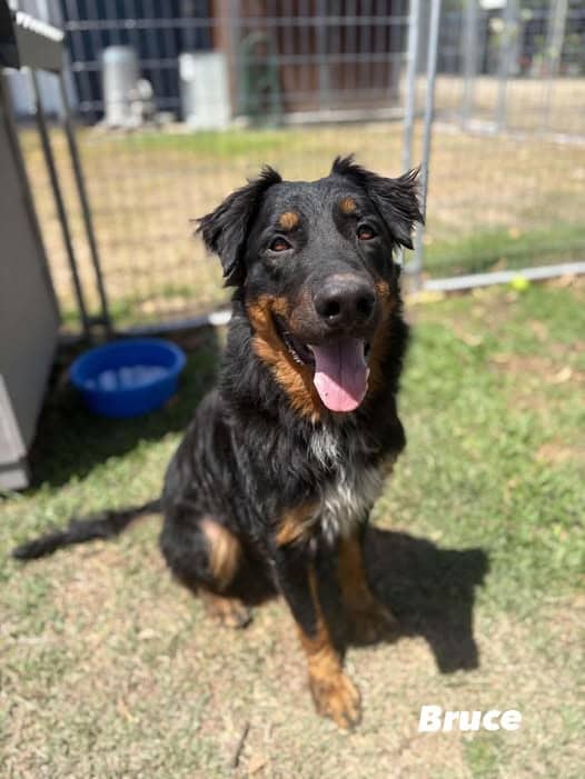 Bruce - Rottweiler X German Shepherd available for adoption at Angel-Paws Inc. in Townsville