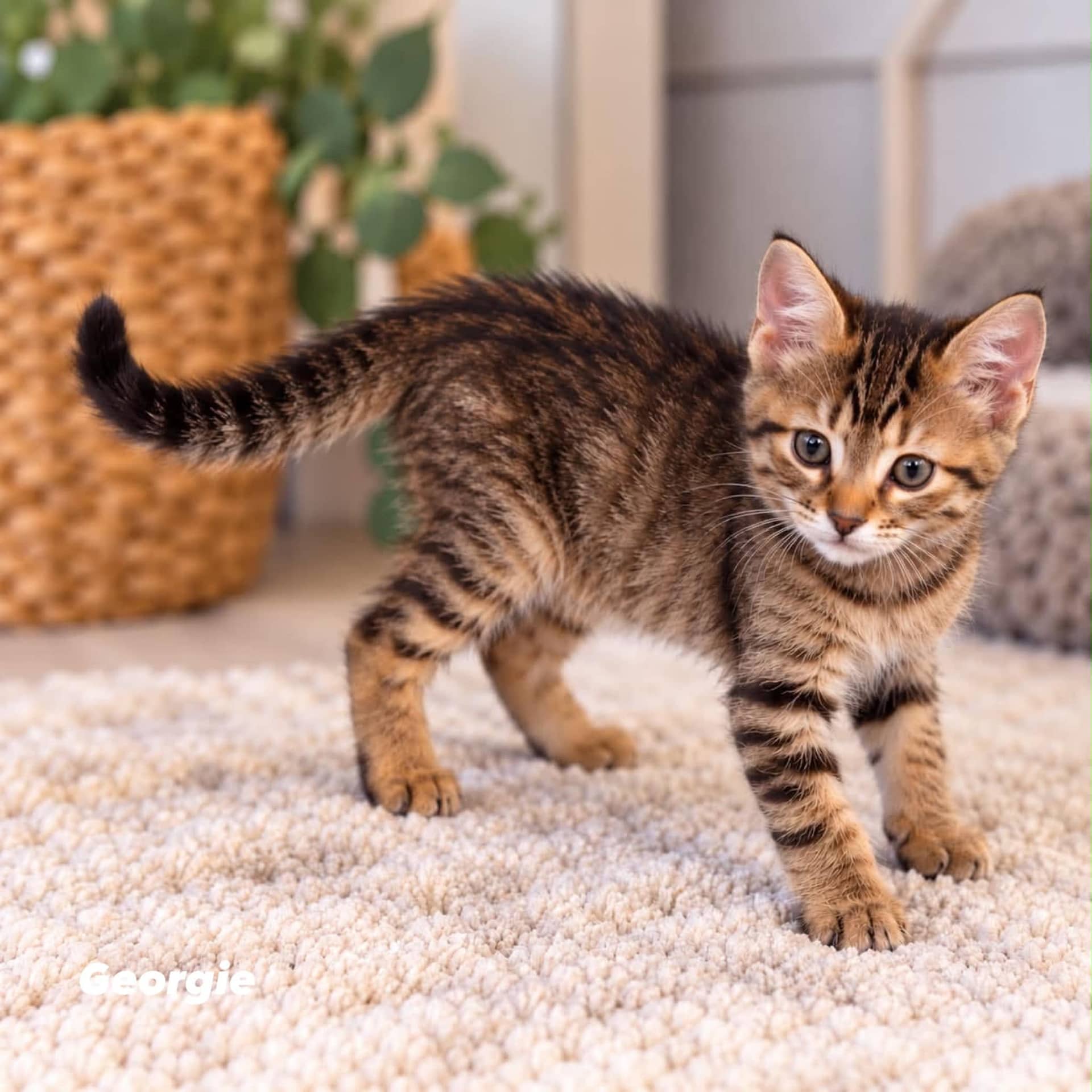 Georgie - Domestic Shorthair cat available for adoption at Angel-Paws Inc. in Townsville