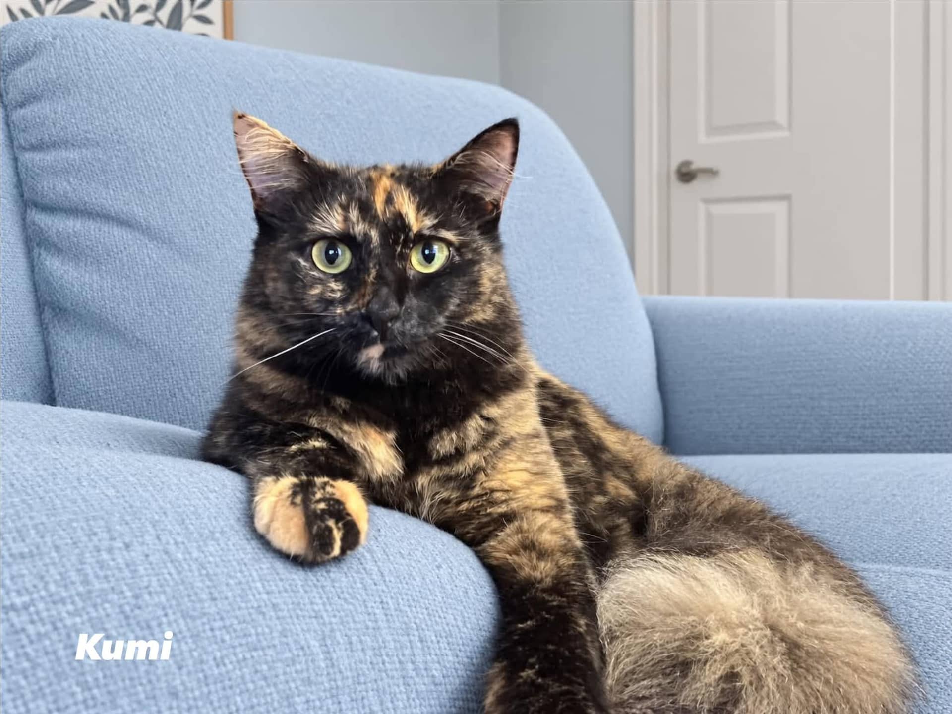 Kumi - Domestic Long Hair cat available for adoption at Angel-Paws Inc. in Townsville