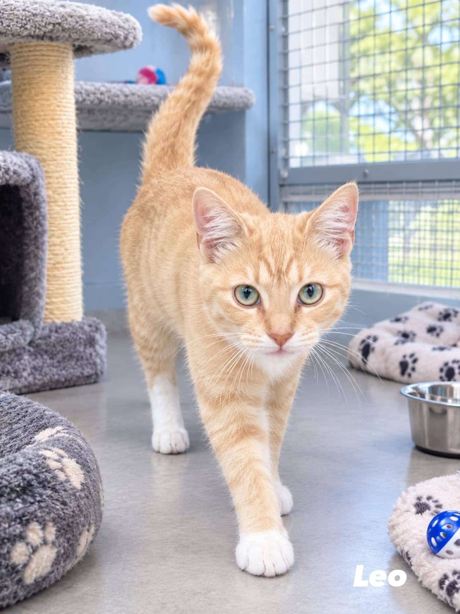 Leo - Domestic Shorthair cat available for adoption at Angel-Paws Inc. in Townsville