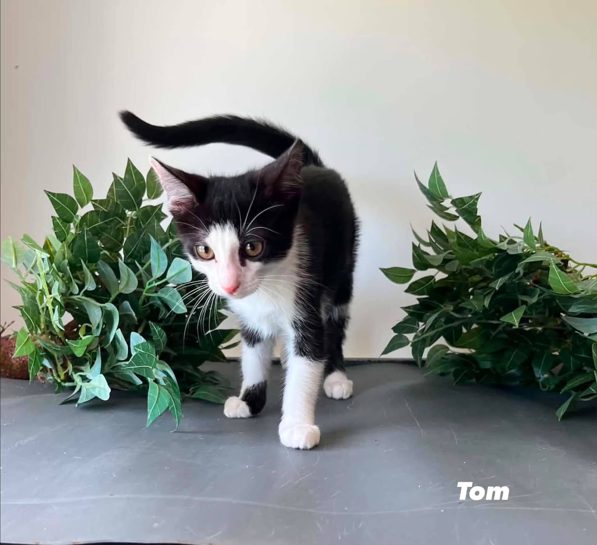 Tom - Domestic Short Hair cat available for adoption at Angel-Paws Inc. in Townsville