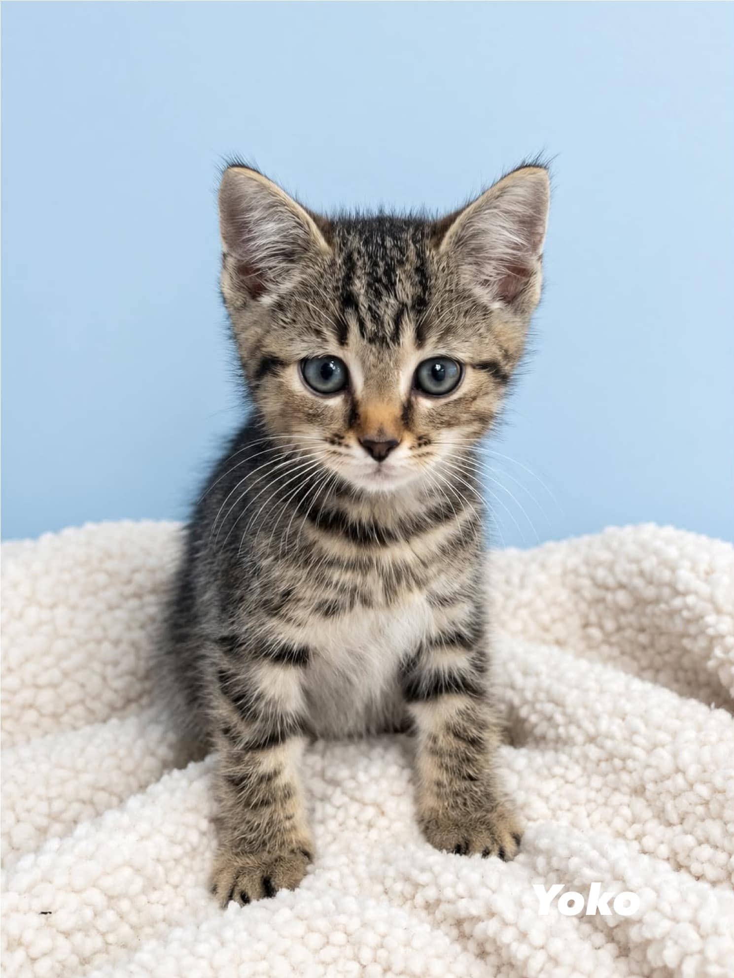 Yoko - Domestic Short Hair cat available for adoption at Angel-Paws Inc. in Townsville