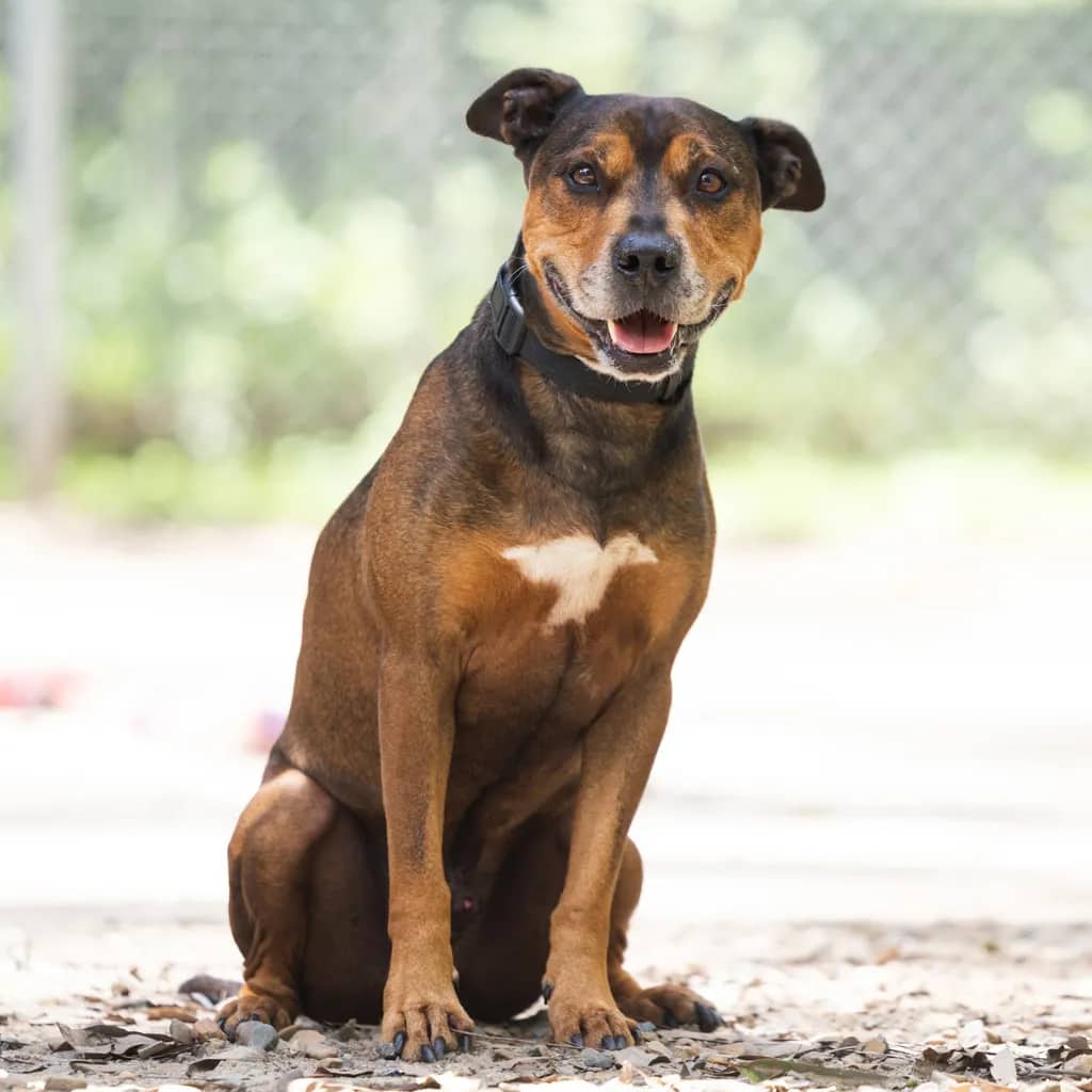Milo - American Staffy available for adoption at Animal Welfare League Queensland in Gold Coast