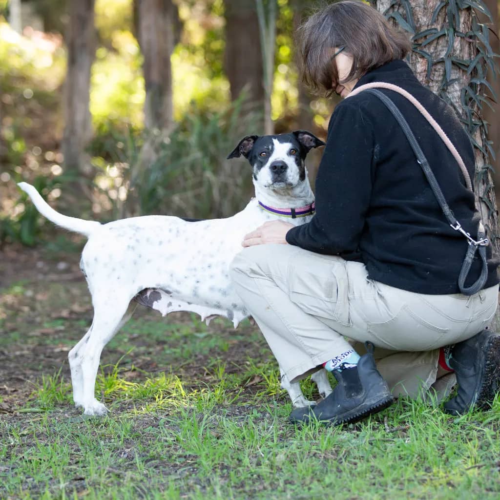 Patches - Bull Arab available for adoption at Animal Welfare League Queensland in Gold Coast