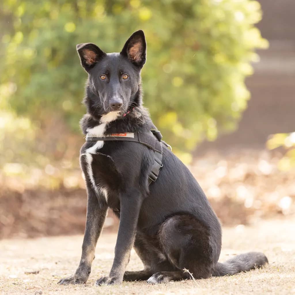 Cherry - German Shepherd / Australian Kelpie available for adoption at Animal Welfare League Queensland in Gold Coast