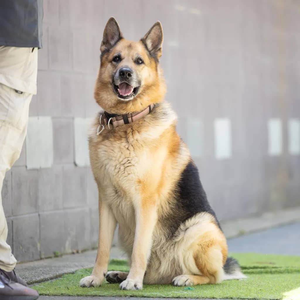Kobe - German Shepherd / Siberian Husky available for adoption at Animal Welfare League Queensland in Gold Coast
