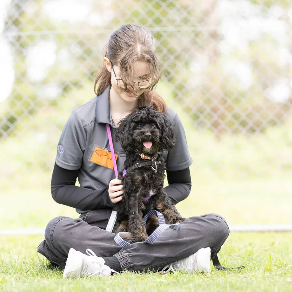 Benji - Poodle Miniature available for adoption at Animal Welfare League Queensland in Brisbane