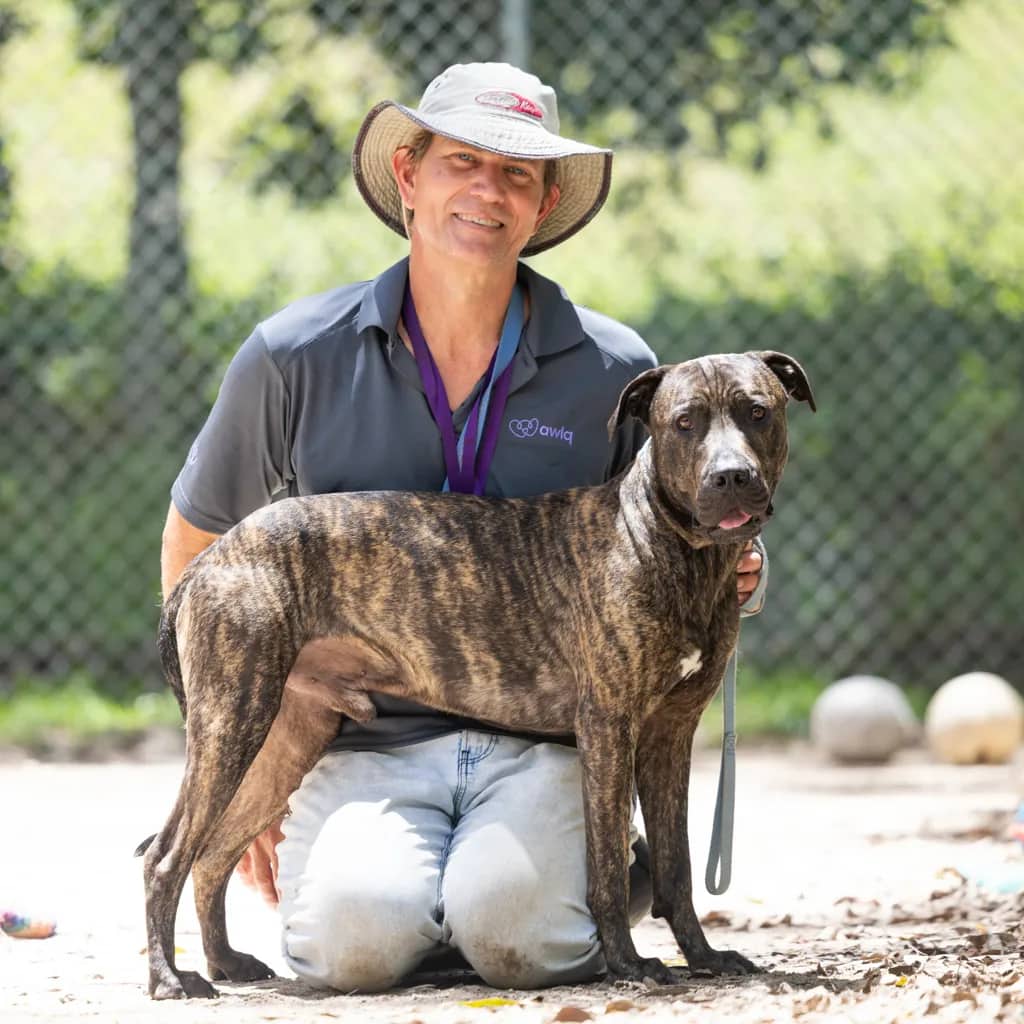 Baxter - American Staffy / Great Dane available for adoption at Animal Welfare League Queensland in Gold Coast