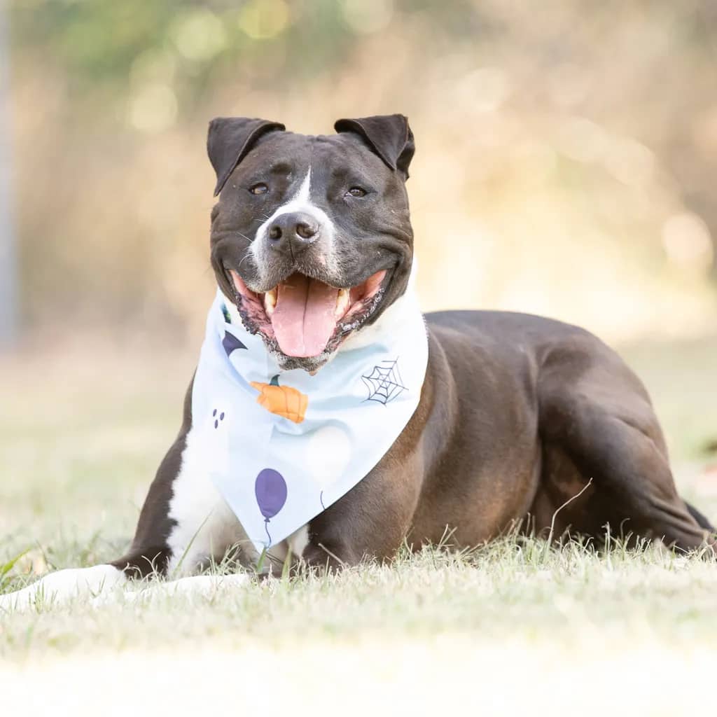 Prince - American Staffy available for adoption at Animal Welfare League Queensland in Brisbane