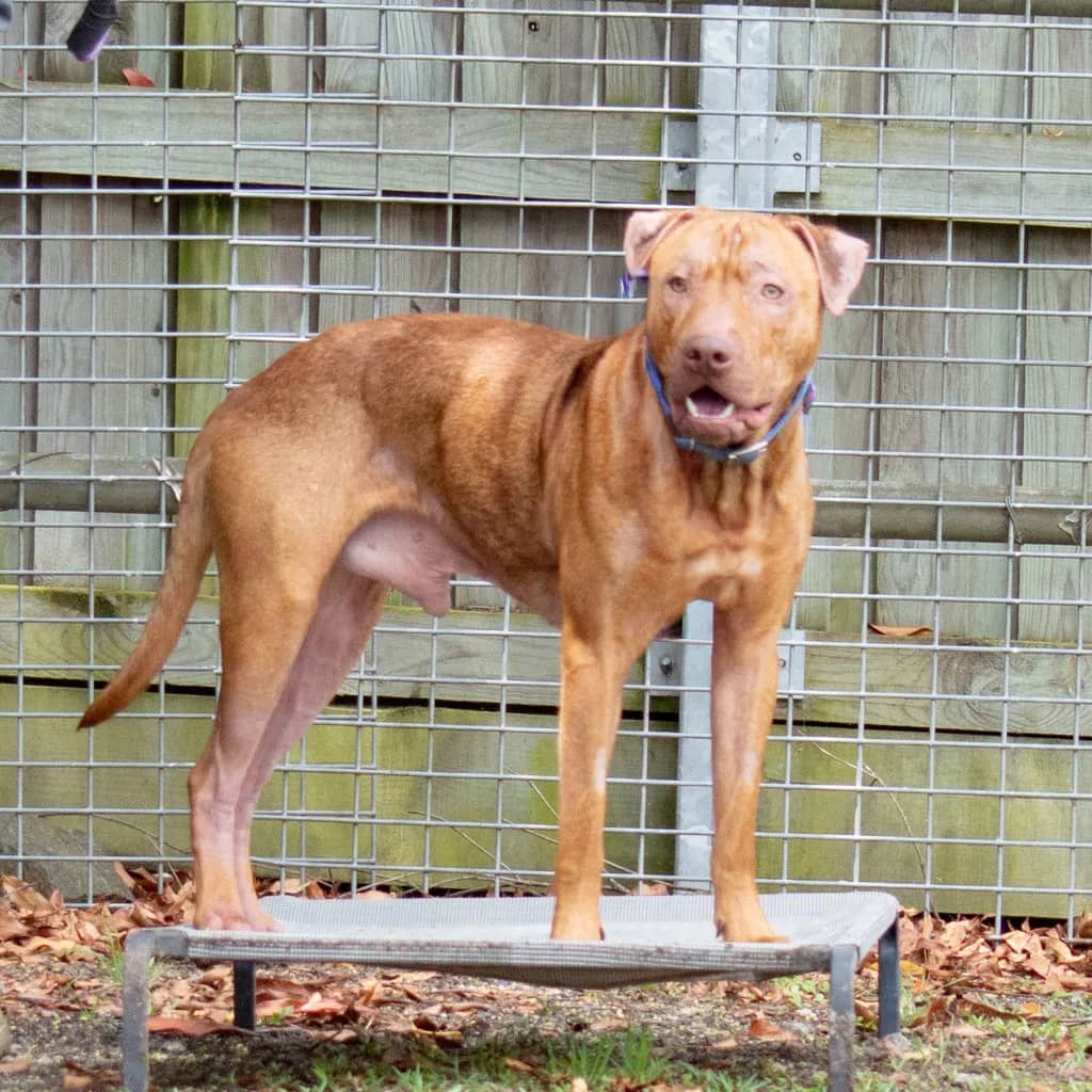 Rusty - American Staffy available for adoption at Animal Welfare League Queensland in Brisbane