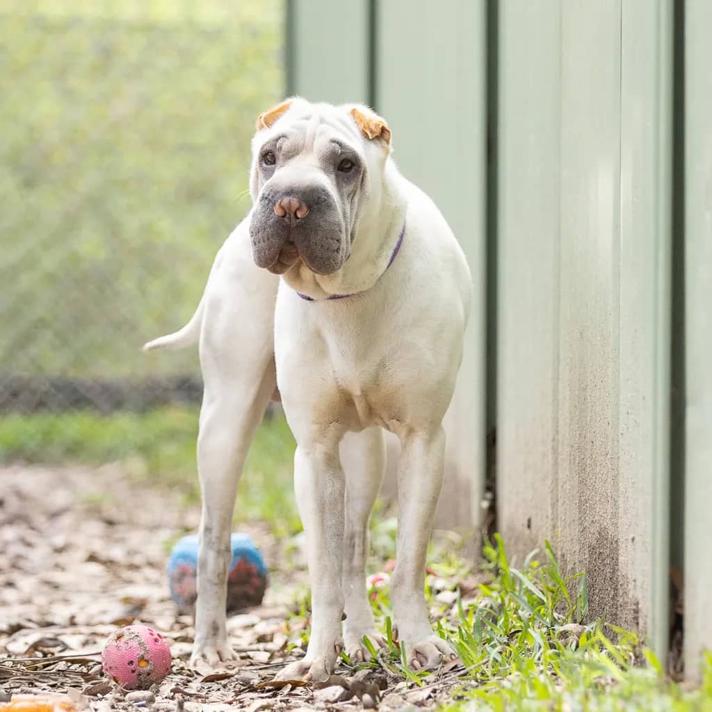 Sharpie - Shar Pei available for adoption at Animal Welfare League Queensland in Gold Coast
