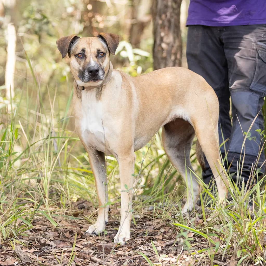 Bb - Rhodesian Ridgeback available for adoption at Animal Welfare League Queensland in Gold Coast