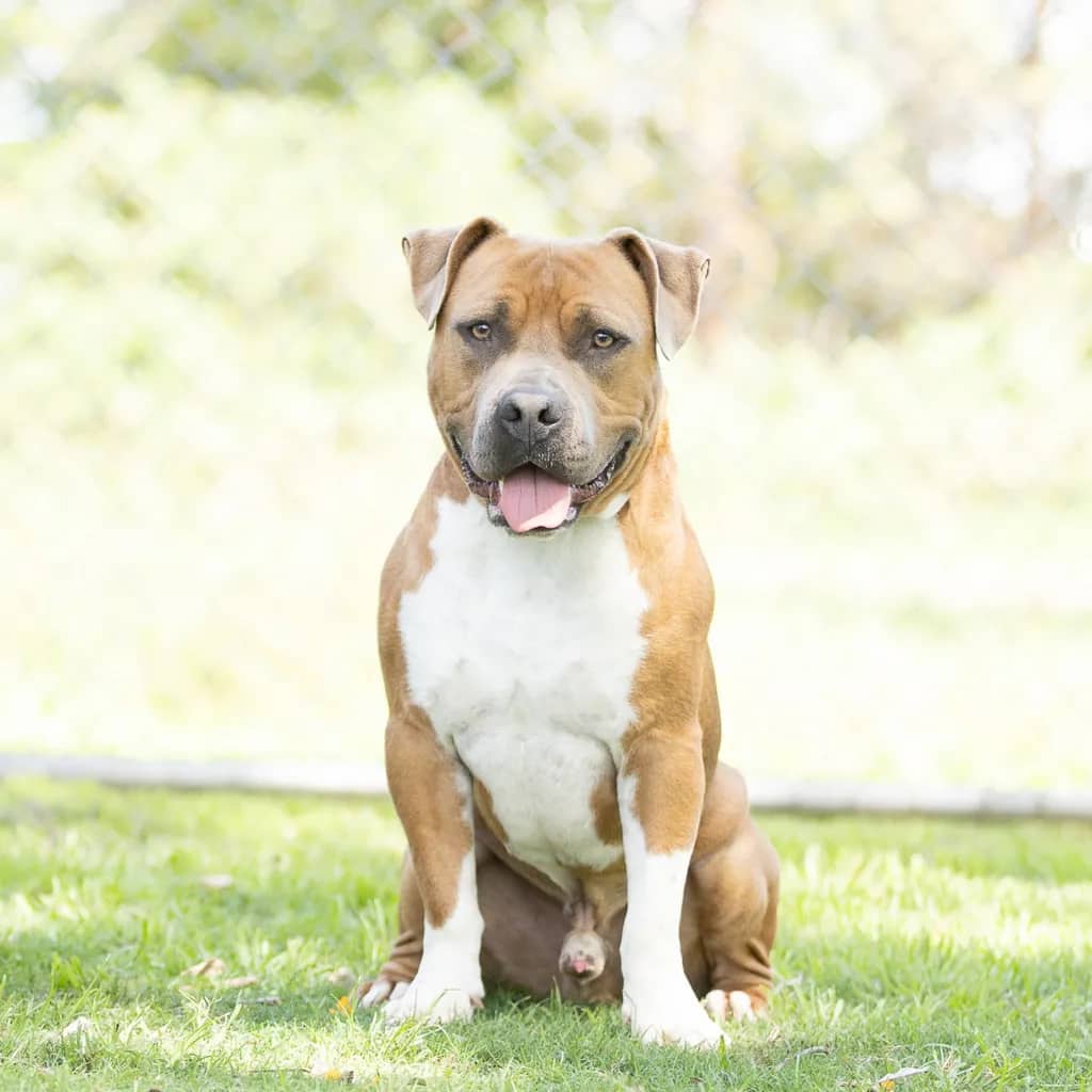 Yogi - American Staffy available for adoption at Animal Welfare League Queensland in Brisbane
