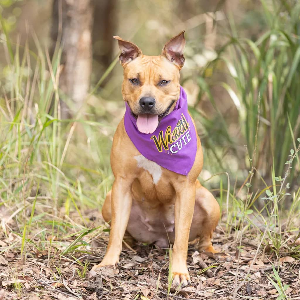 Mila - American Staffy available for adoption at Animal Welfare League Queensland in Gold Coast