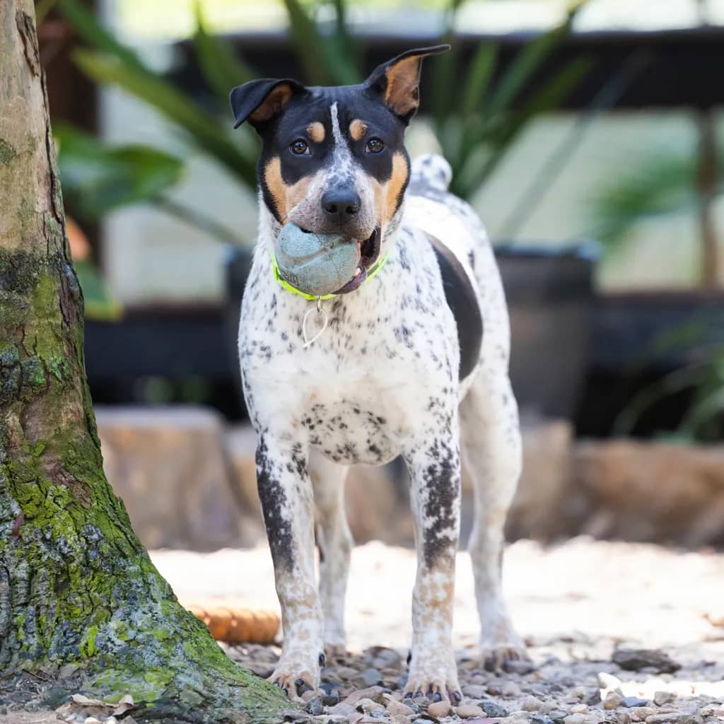 Lemmie - Australian Cattle Dog / Staffordshire Bull Terrier available for adoption at Animal Welfare League Queensland in Gold Coast