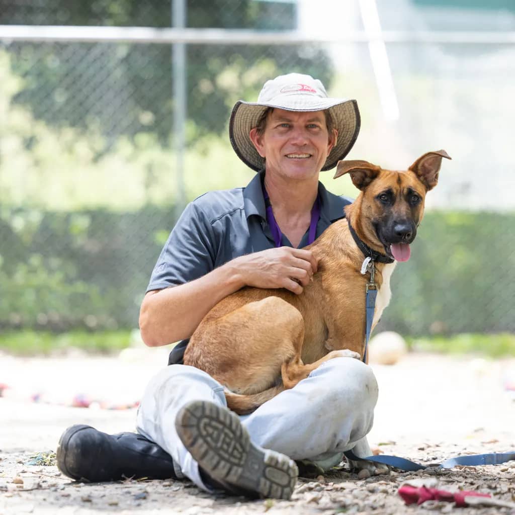 Jason - German Shepherd available for adoption at Animal Welfare League Queensland in Gold Coast