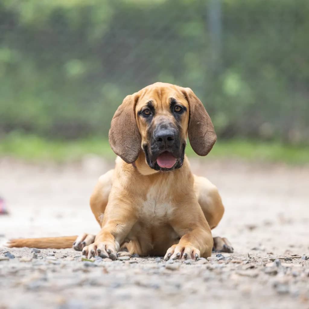 Sally - Bloodhound available for adoption at Animal Welfare League Queensland in Gold Coast