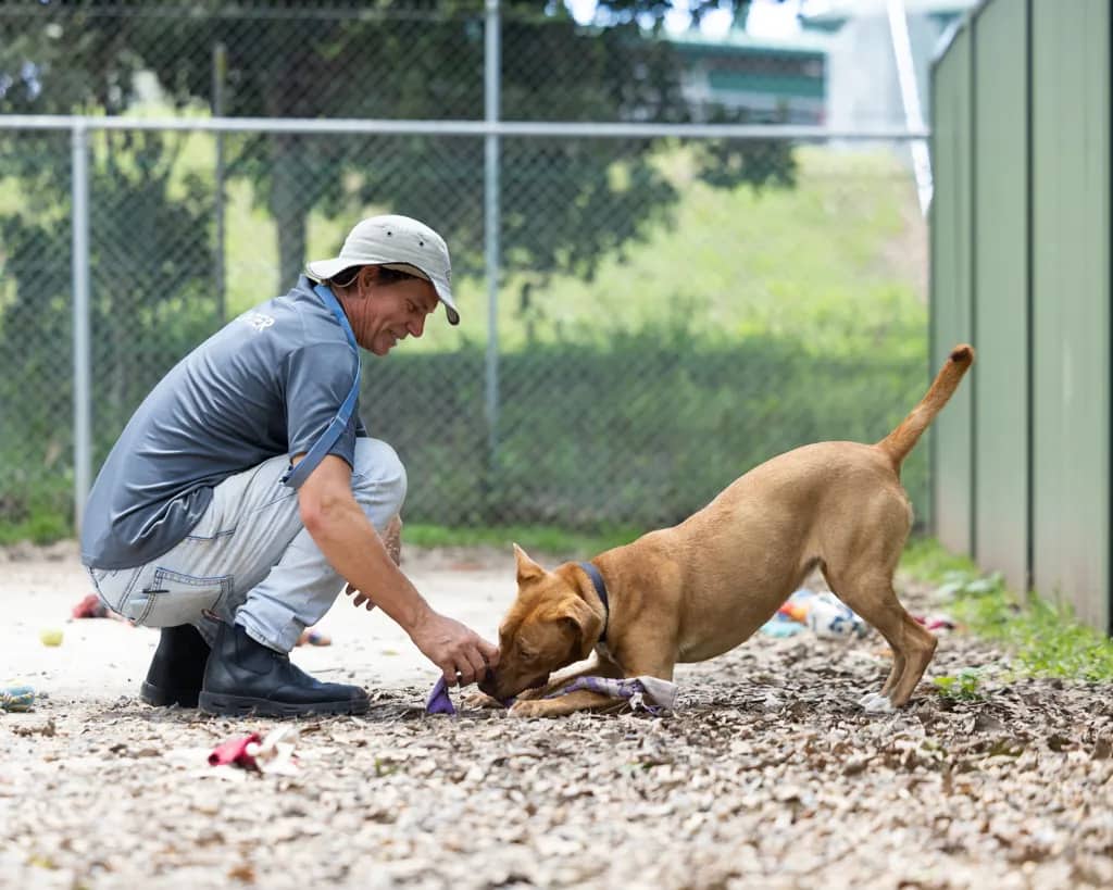 Suki - Staffordshire Bull Terrier available for adoption at Animal Welfare League Queensland in Gold Coast