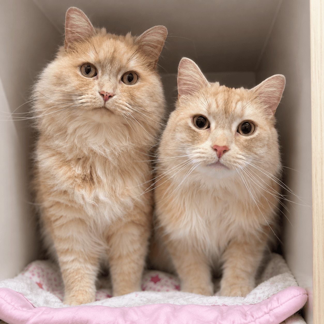 Banana Bread and Gooseberry - Domestic Shorthair cat available for adoption at Lort Smith in Melbourne