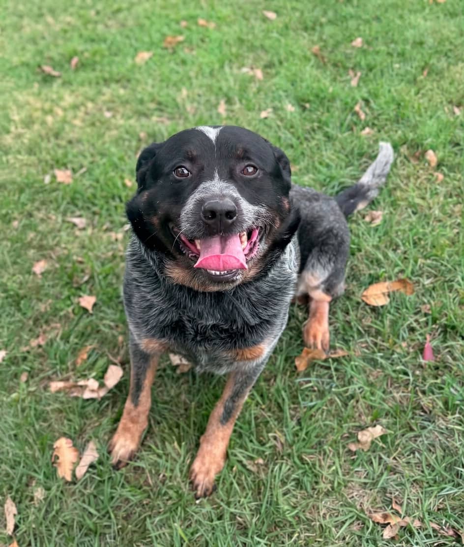 Tully - Australian Cattle Dog Cross available for adoption at Lucky Paws Dog Rescue in Brisbane