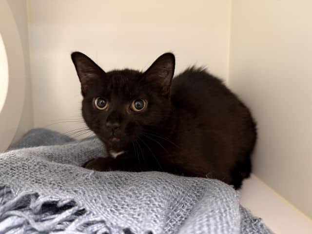 Zuzu - Domestic Short Hair cat available for adoption at Logan City Council Animal Management Centre in Logan