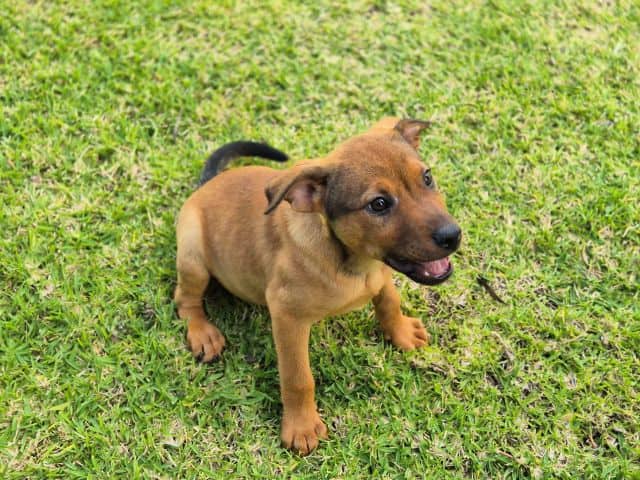 Kayce - German Shepherd Cross available for adoption at Logan City Council Animal Management Centre in Logan