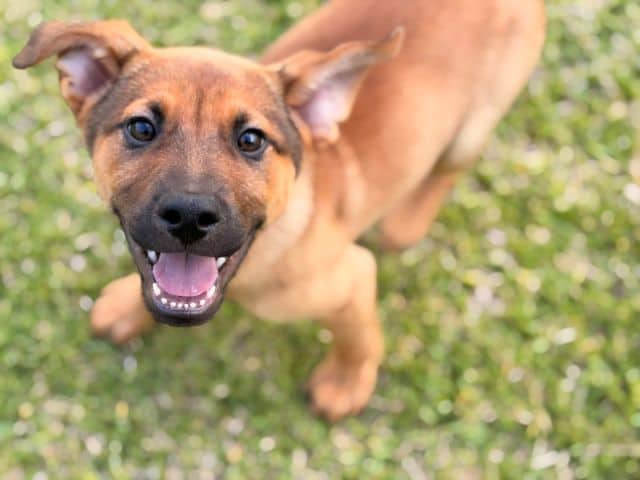 Jamie - German Shepherd Cross available for adoption at Logan City Council Animal Management Centre in Logan