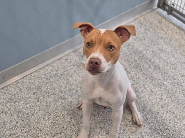 Franklin - Staffordshire Bull Terrier Cross available for adoption at Logan City Council Animal Management Centre in Logan