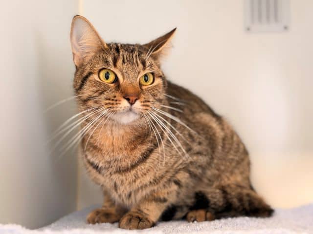 Montana - Domestic Short Hair cat available for adoption at Logan City Council Animal Management Centre in Logan