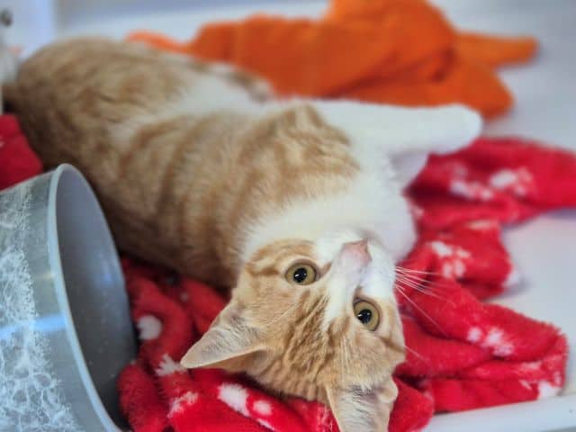 Polo - Domestic Short Hair cat available for adoption at Logan City Council Animal Management Centre in Logan