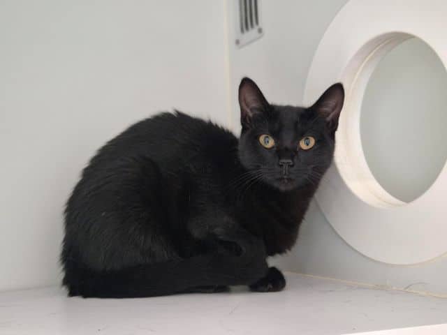 Pocus - Domestic Short Hair cat available for adoption at Logan City Council Animal Management Centre in Logan
