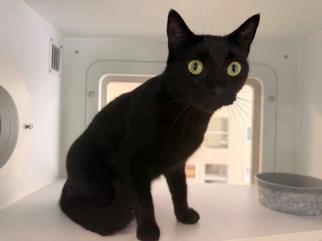 Bellatrix - Domestic Short Hair cat available for adoption at Logan City Council Animal Management Centre in Logan