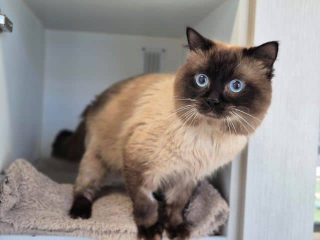 Kahlua - Domestic Medium Hair cat available for adoption at Logan City Council Animal Management Centre in Logan