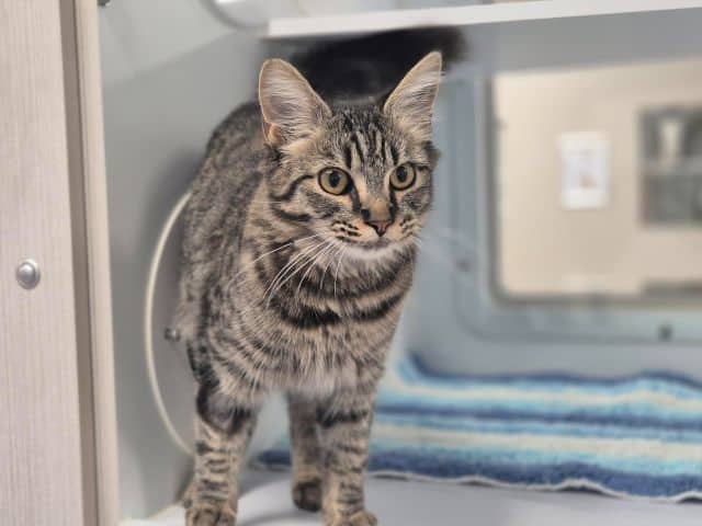 Spooky - Domestic Medium Hair cat available for adoption at Logan City Council Animal Management Centre in Logan