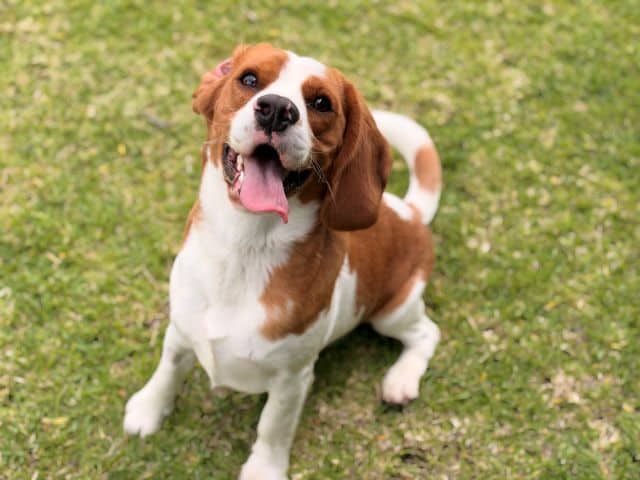 Spyro - Beagle Cross available for adoption at Logan City Council Animal Management Centre in Logan