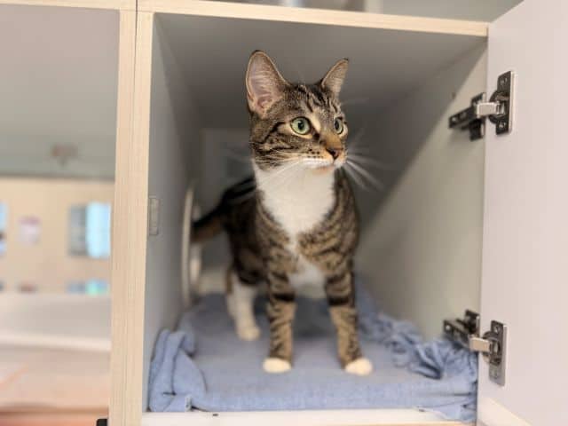 Toby - Domestic Short Hair cat available for adoption at Logan City Council Animal Management Centre in Logan