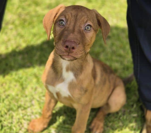 Libby - Staffordshire Bull Terrier Cross available for adoption at Logan City Council Animal Management Centre in Logan
