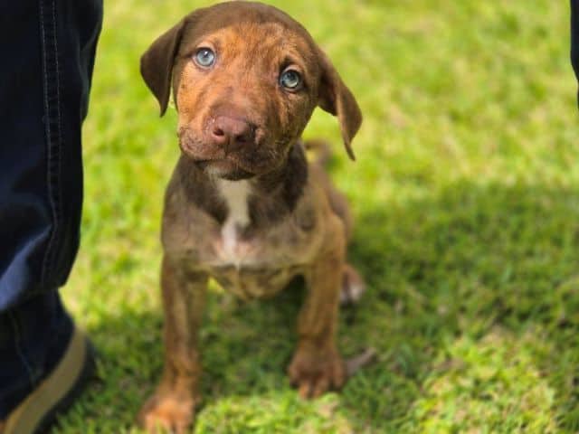 Cleo - Staffordshire Bull Terrier Cross available for adoption at Logan City Council Animal Management Centre in Logan