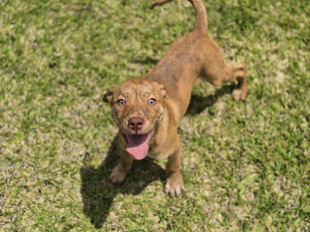 Birdie - Staffordshire Bull Terrier Cross available for adoption at Logan City Council Animal Management Centre in Logan