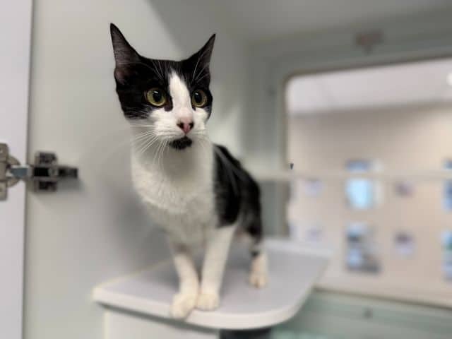 Batty - Domestic Short Hair cat available for adoption at Logan City Council Animal Management Centre in Logan