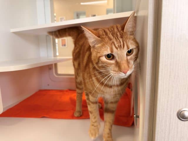 Garfield - Domestic Short Hair cat available for adoption at Logan City Council Animal Management Centre in Logan