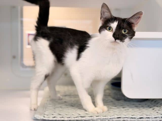 Mariah - Domestic Short Hair cat available for adoption at Logan City Council Animal Management Centre in Logan