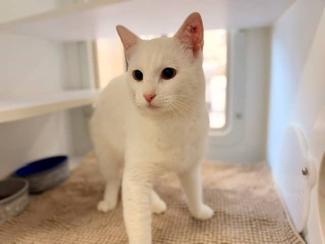 Ghost - Domestic Short Hair cat available for adoption at Logan City Council Animal Management Centre in Logan